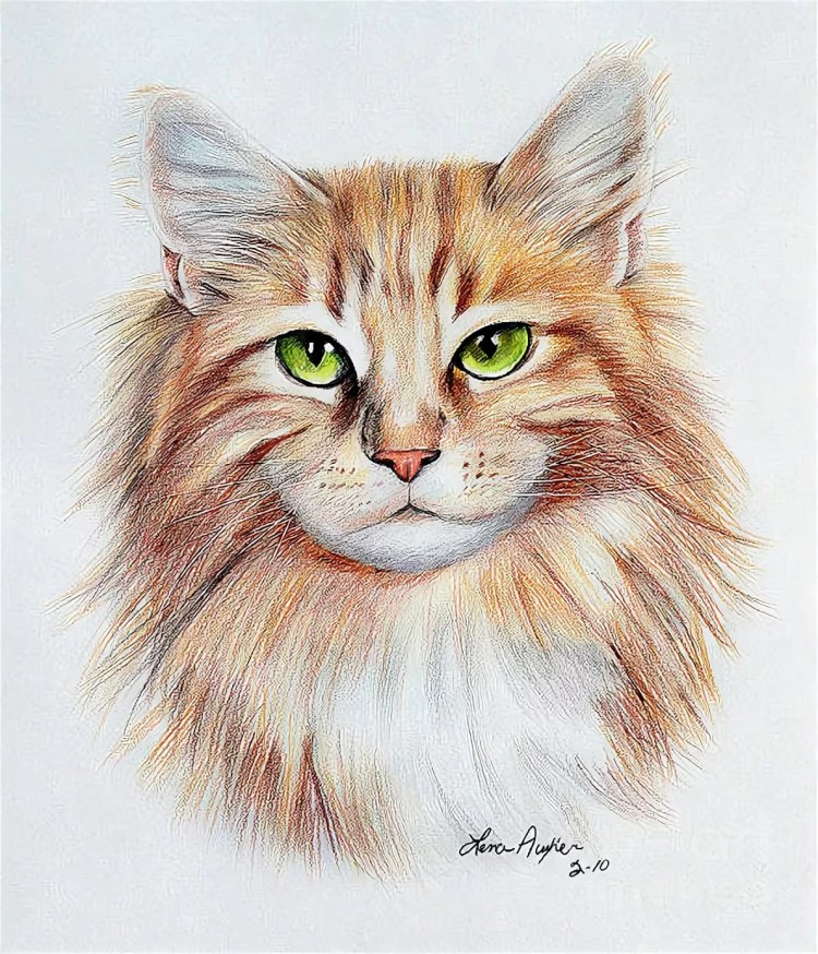 Рисовать котика