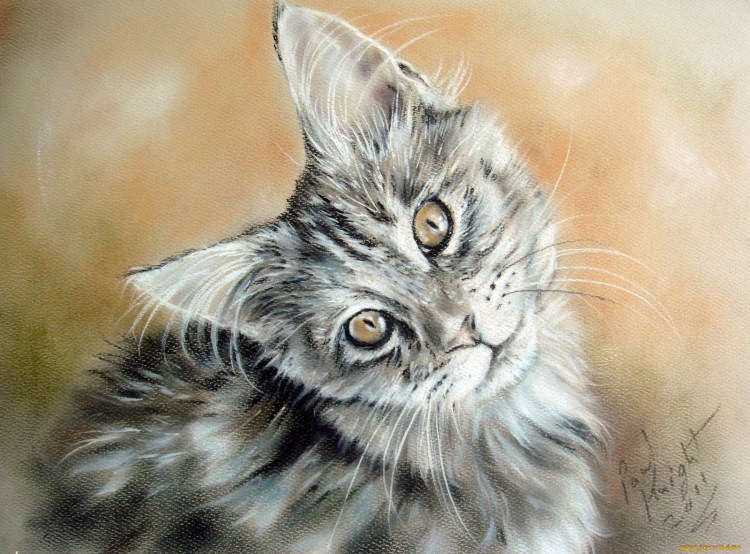 Коты рисунки