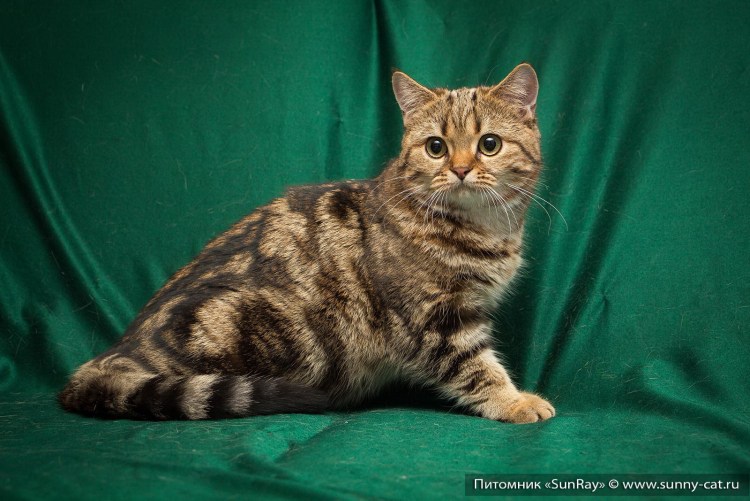 Мраморный табби британец