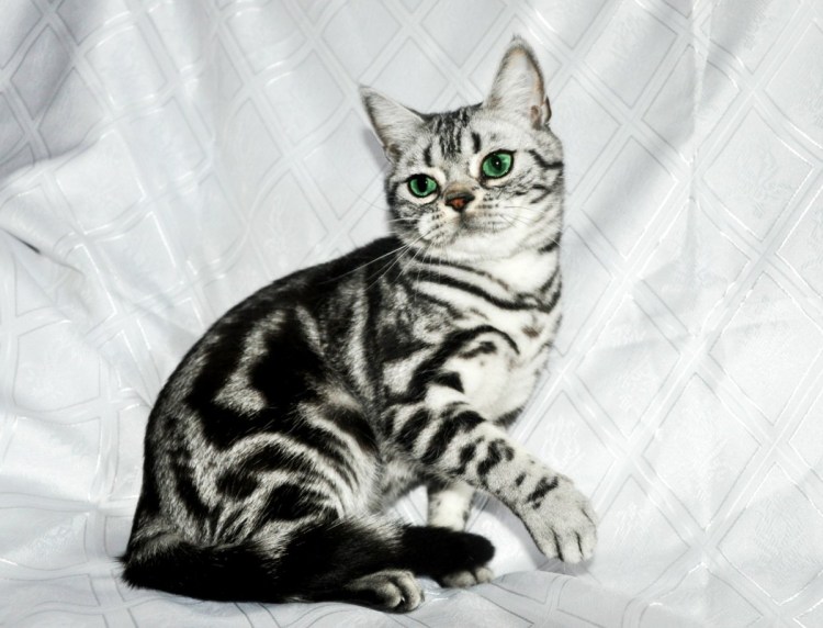 Британский кот вискас мраморный