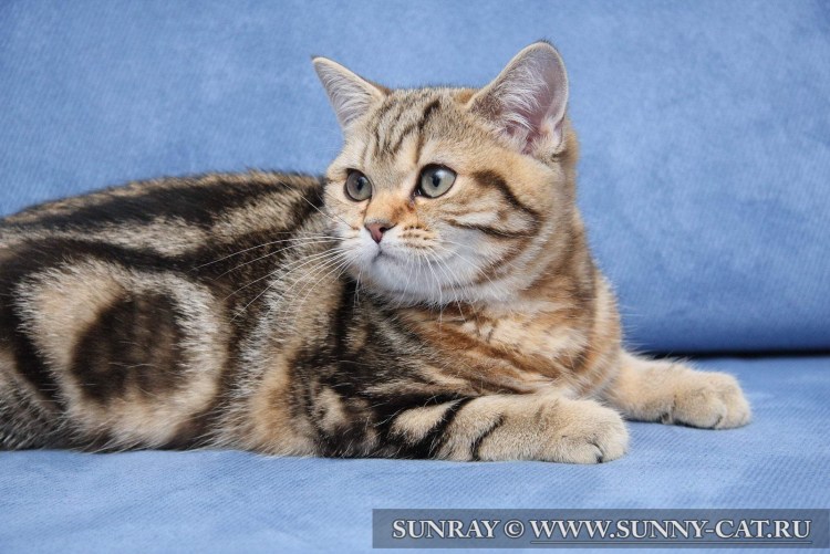 Кот мраморного окраса