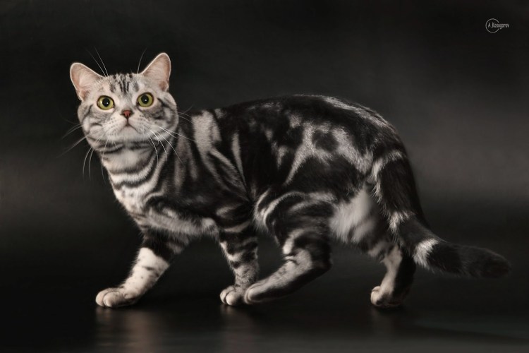 Шотландская прямоухая кошка мрамор