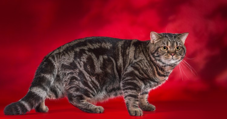 Кот бенгал мраморный