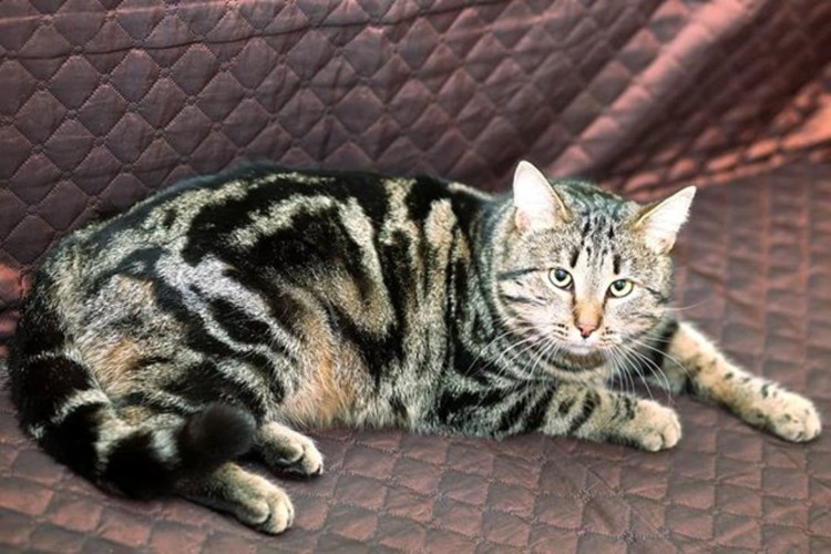 Браун Марбл бенгалы