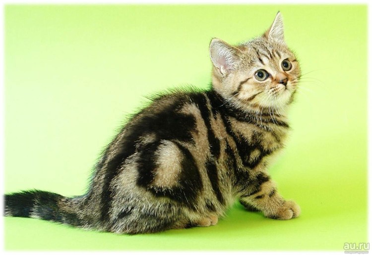 Мраморный Мэнкс табби