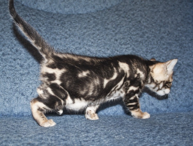 Британский мраморный табби