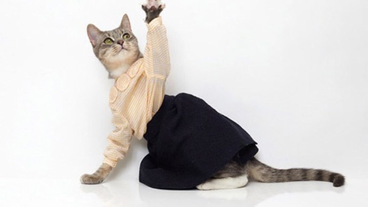 Одежда для котов своими руками