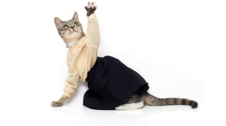 Одежда для кошечек