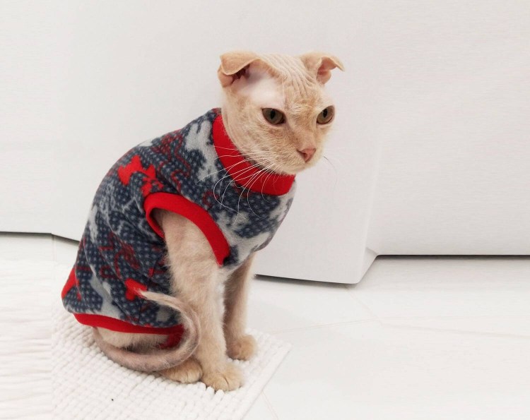 Канадский сфинкс в одежде