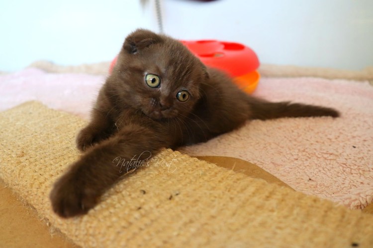 Котята скоттиш фолд вислоухие шоколадные