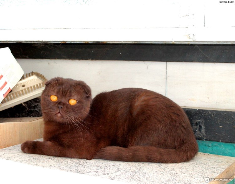 Скоттиш фолд шоколадный