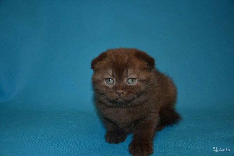 Вислоухий шотландец