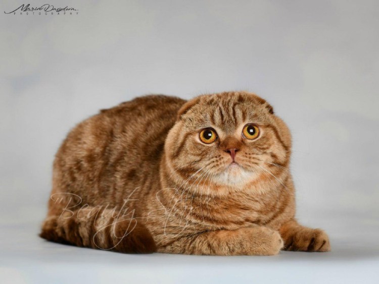 Шотландская вислоухая кошка