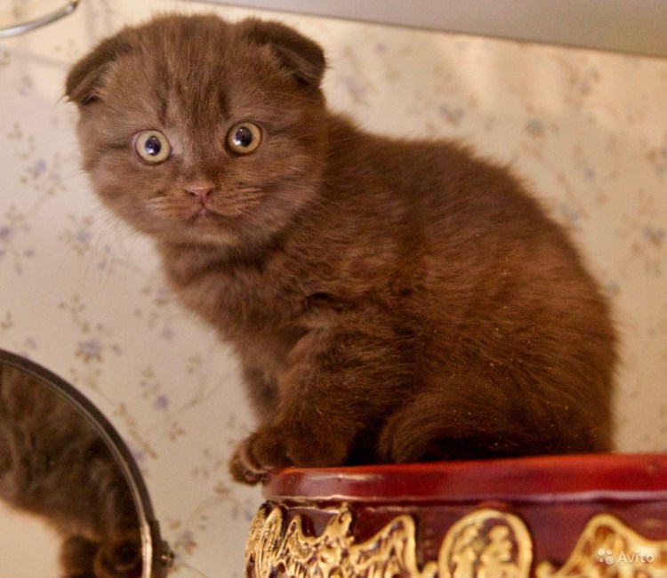 Скоттиш фолд Браун табби