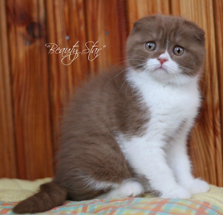 Кошки маленькие черные британские вислоухие