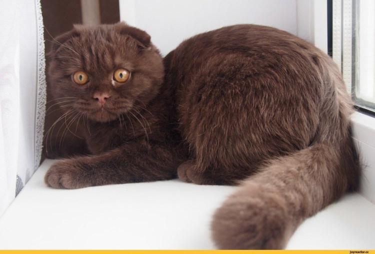 Шотландский скоттиш фолд вислоухий шоколадный