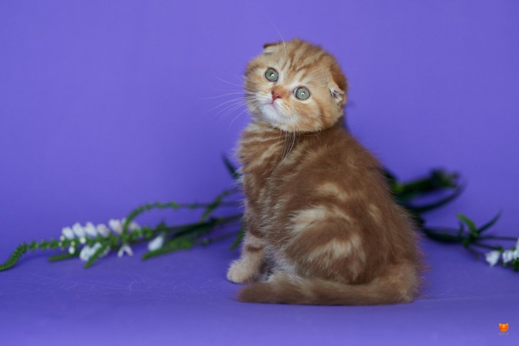 Кот шотландец вислоухий шоколад