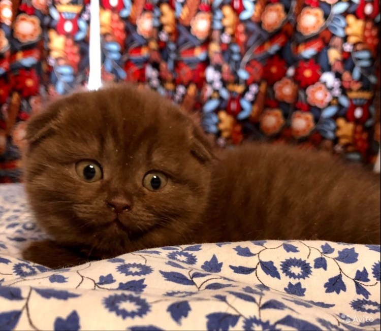 Шотландский скоттиш фолд вислоухий шоколадный