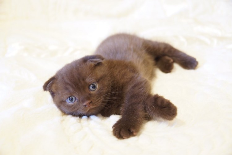 Скоттиш фолд шоколадный