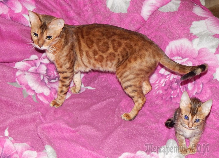 Бенгальская кошка