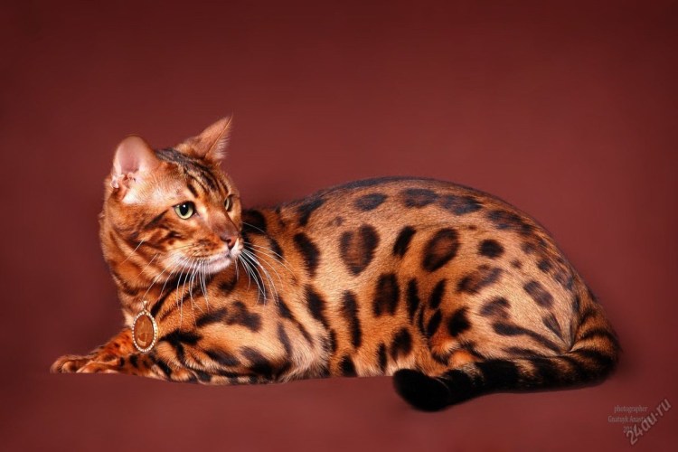 Анатолийская короткошерстная кошка