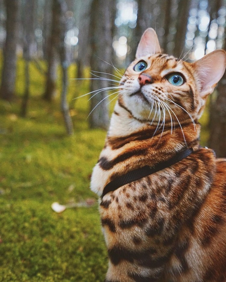 Бенгальская кошка домашняя