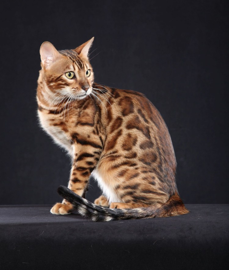 Кошка рыжий бенгал