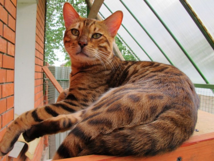Бенгальская кошка