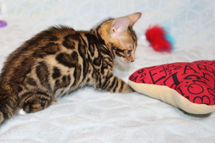 Макрелевый табби рыжий