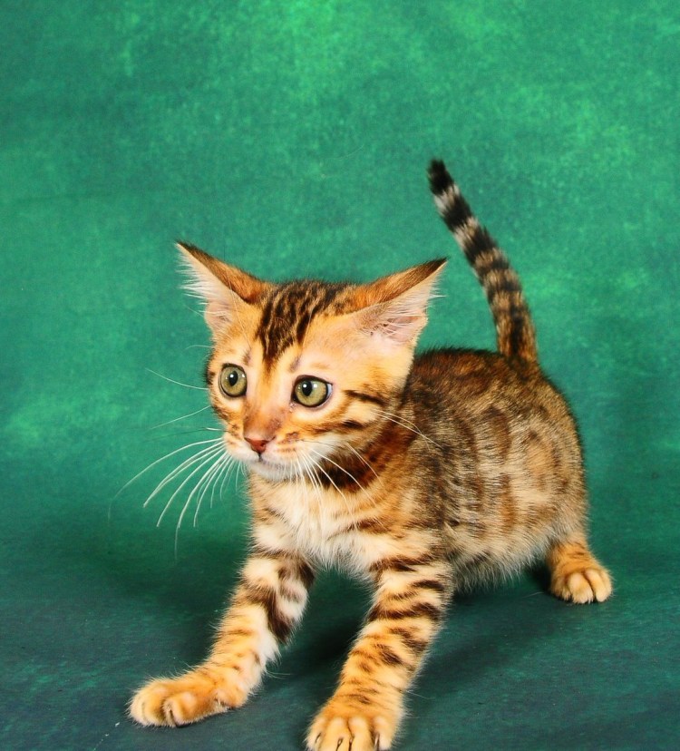Рыжий кот бенгал