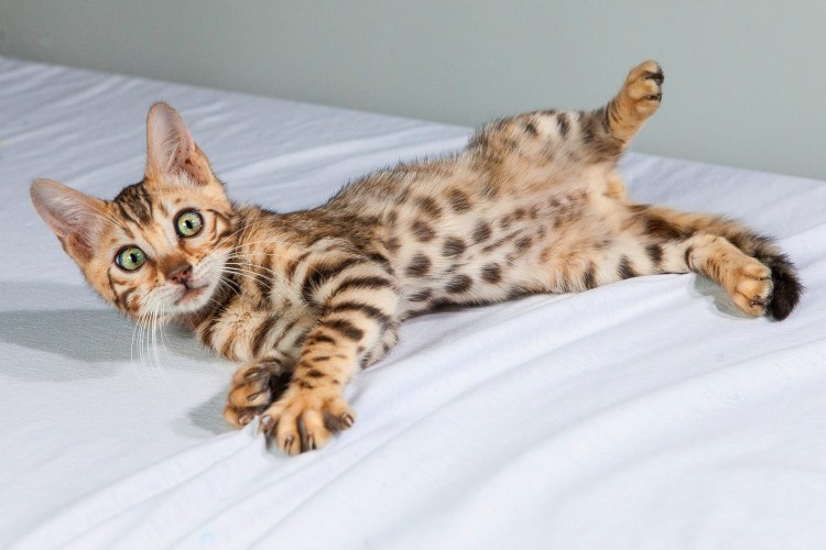 Бенгальская короткошерстная бенгал