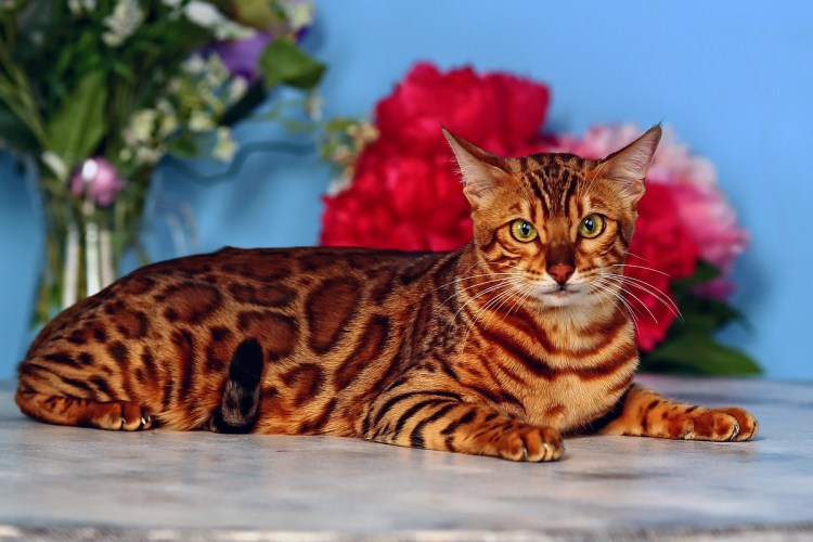 Бенгальский кот рыжий окрас