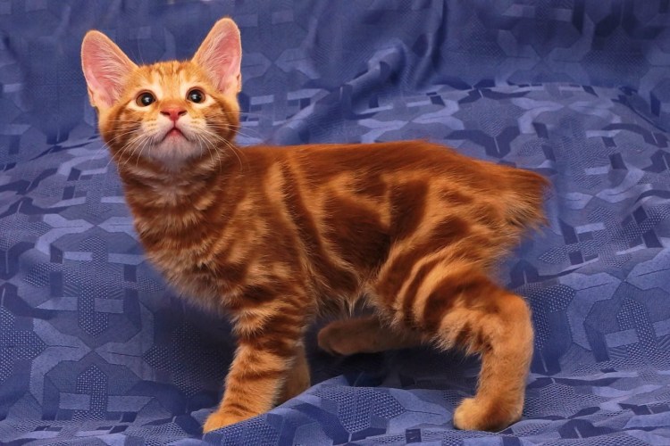 Рыжие коты бенгалы