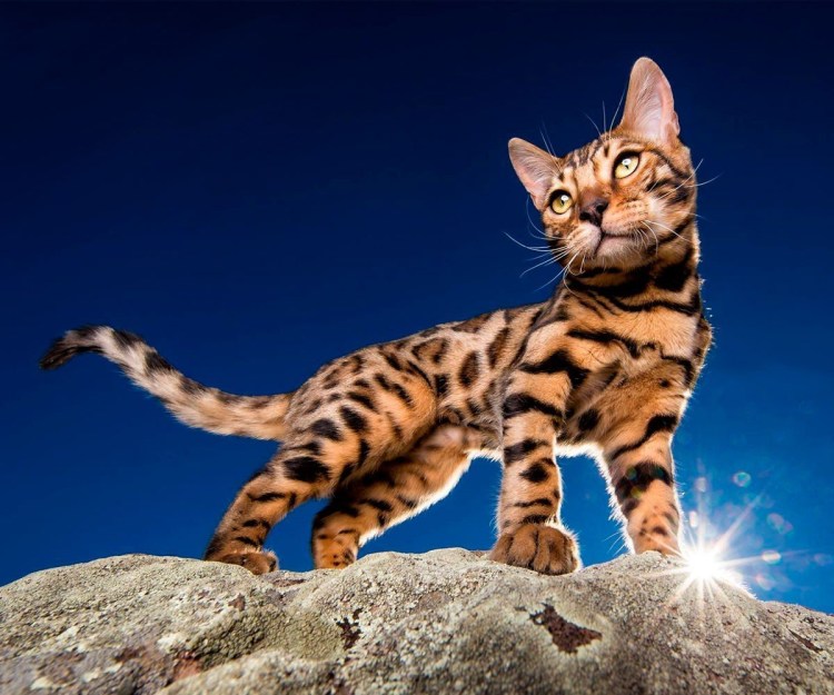 Бенгальский кот метис полосатый