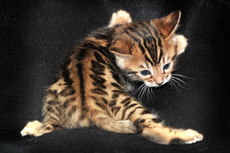 Кошки бенгальской породы