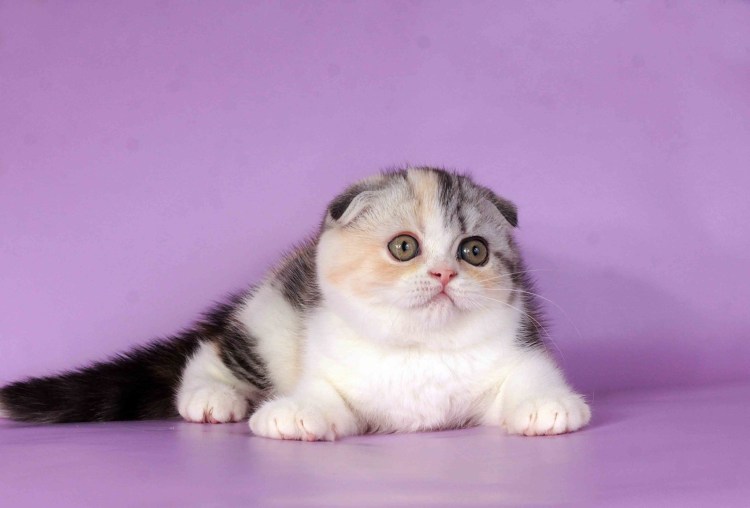 Шотландская вислоухая кошка трехцветная