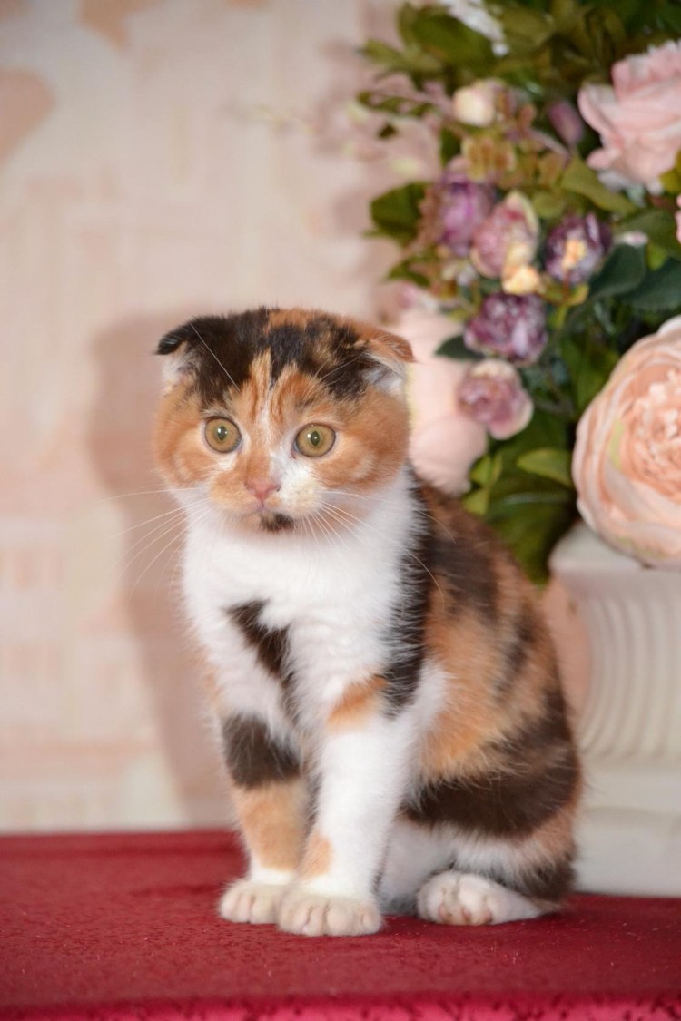 Шотландская вислоухая Калико