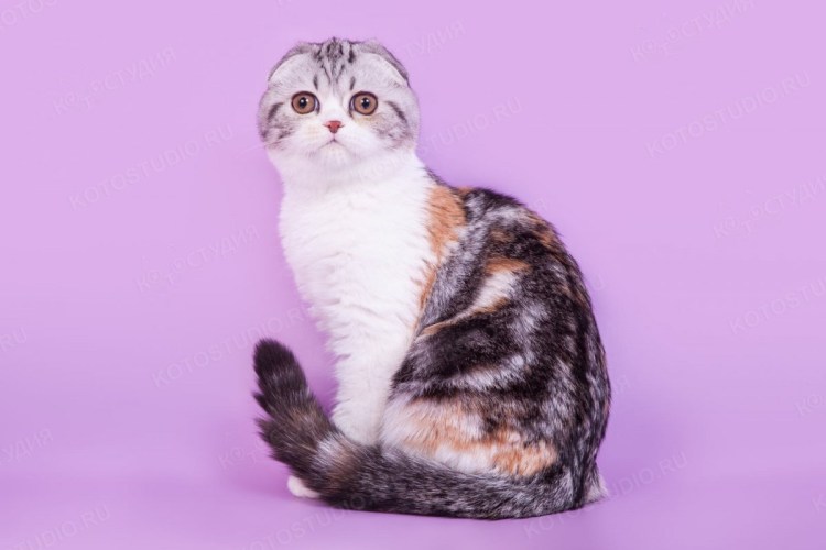 Скоттиш страйт Калико