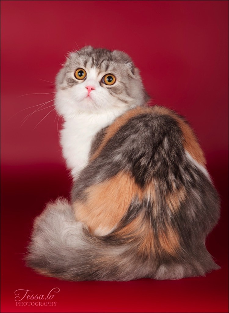 Шотландская вислоухая кошка трехцветная