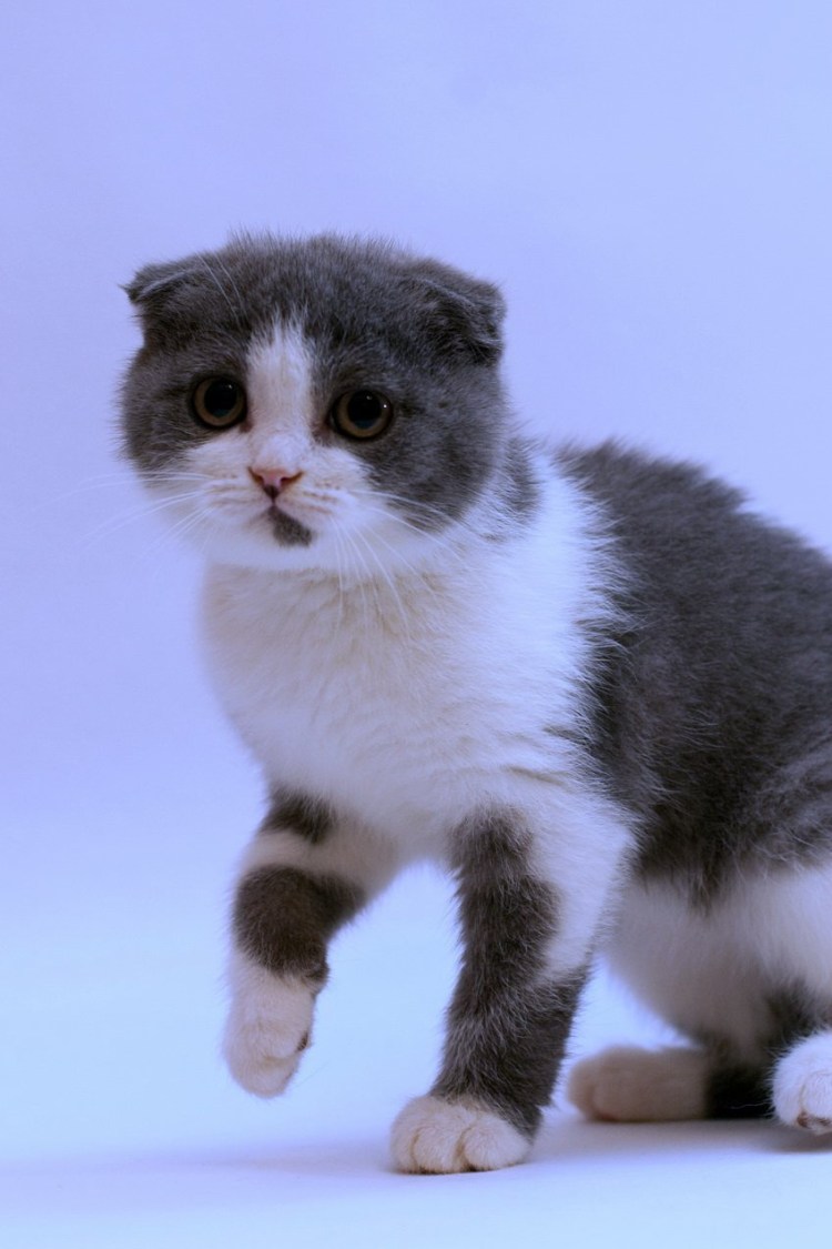 Скоттиш фолд Калико