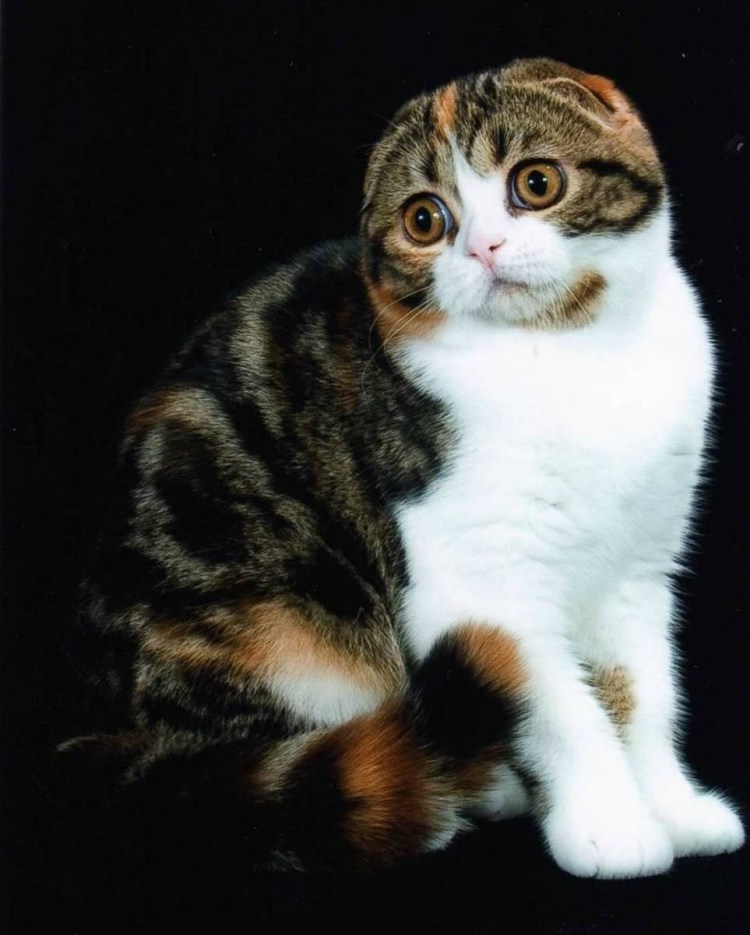 Шотландская вислоухая кошка трехцветная
