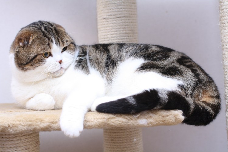 Шотландская вислоухая кошка метис