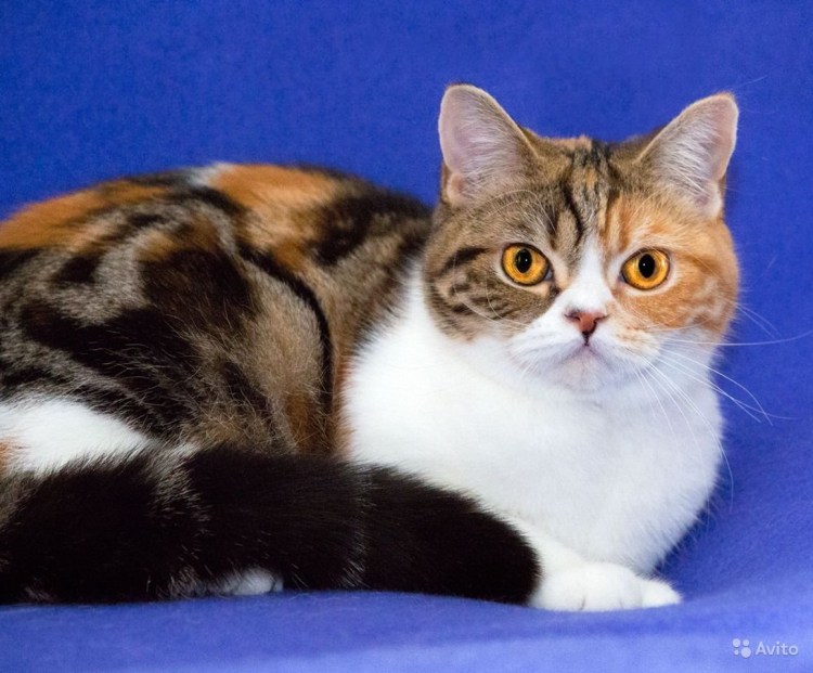 Шотландская вислоухая трехшерстная