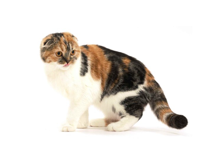 Скоттиш фолд Калико