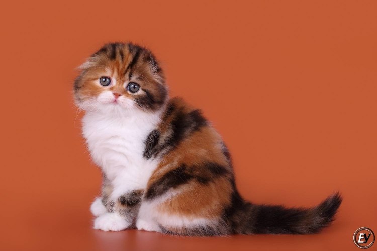 Фолд биколор котята шотландцы