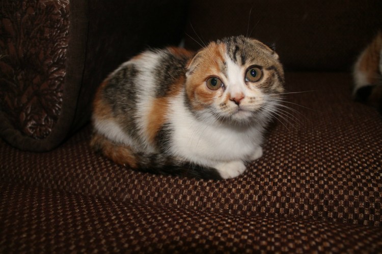 Шотландская вислоухая Калико