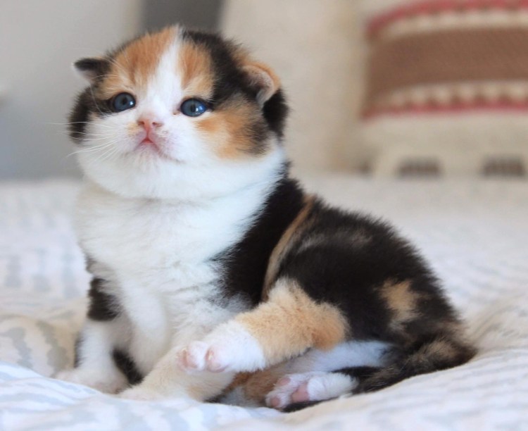 Шотландские прямоухие трехцветные