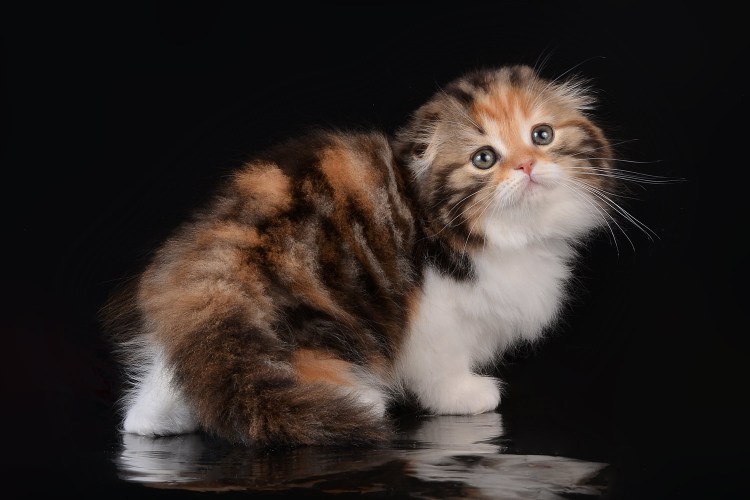 Шотландский черепаховый кот Towse