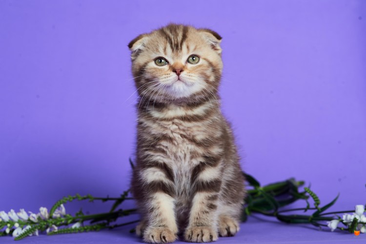 Скотишфолд мраморный