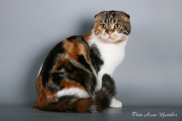 Шотландская вислоухая кошка трехцветная